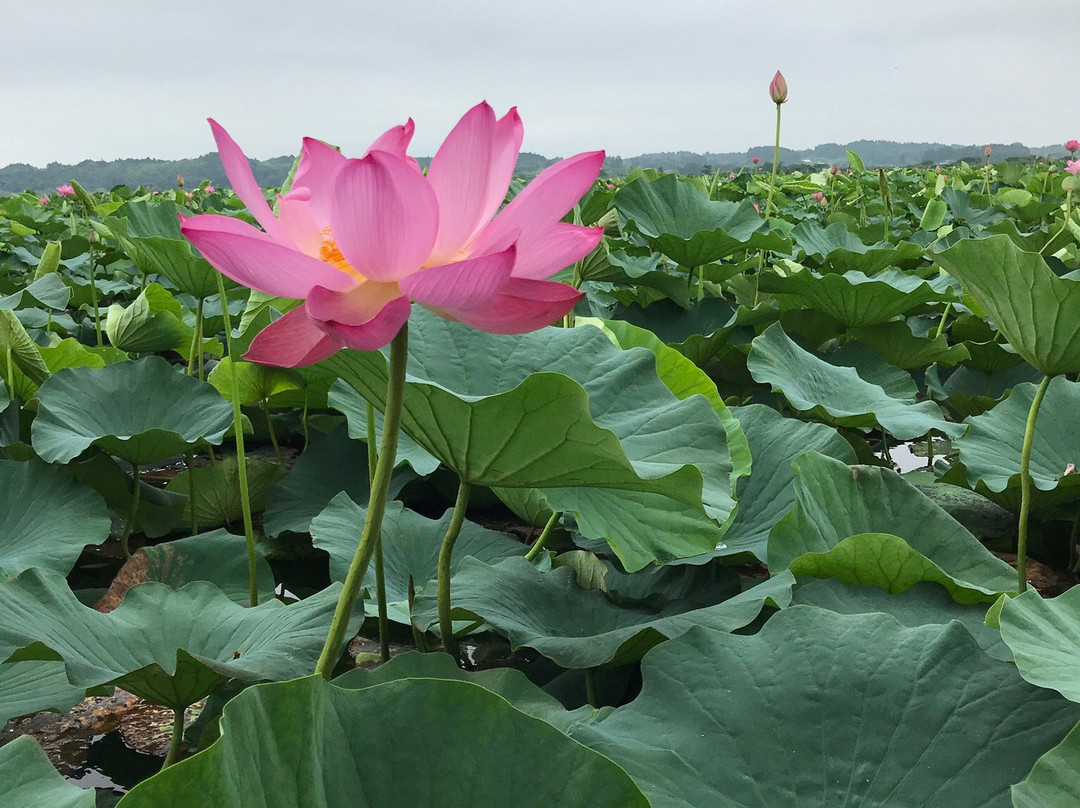 Izunuma and Uchinuma Swamp-栗原市必去景点