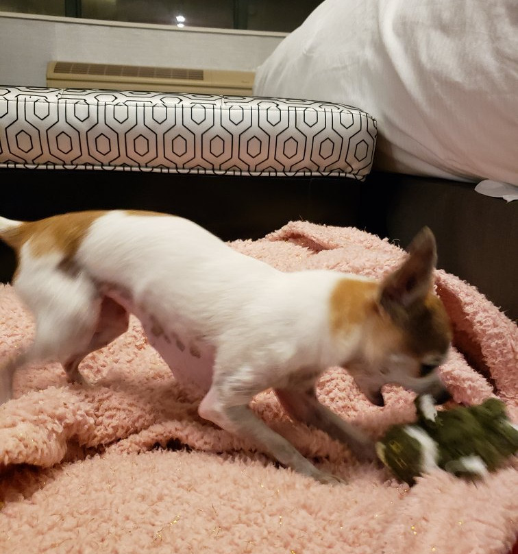 DoubleTree by Hilton Deadwood at Cadillac Jack's主图