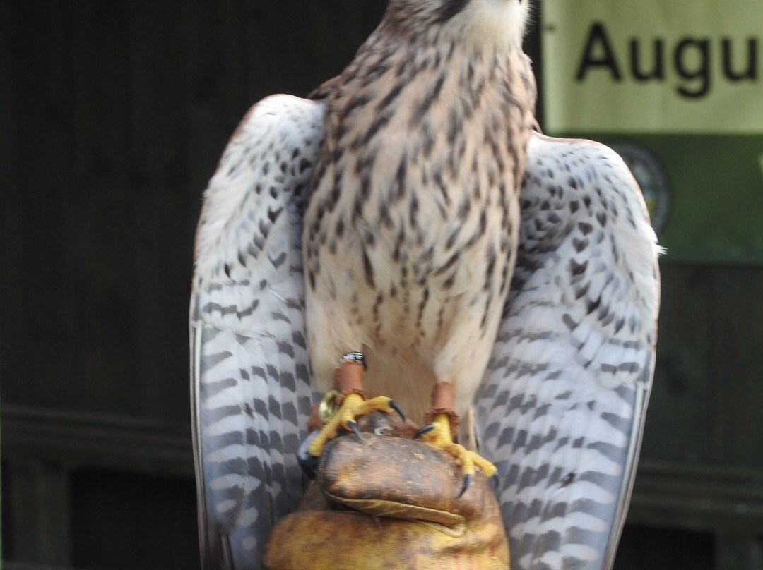 Falconry Days景点图片