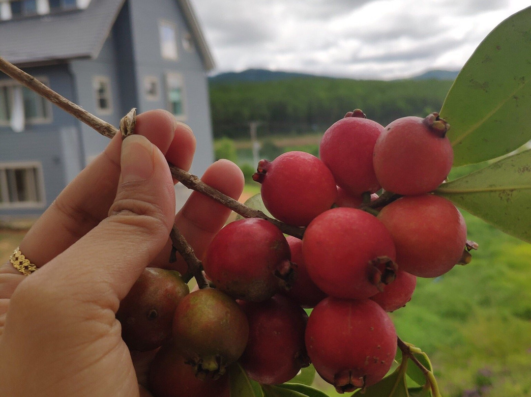 Romeo & Juliet Dalat主图