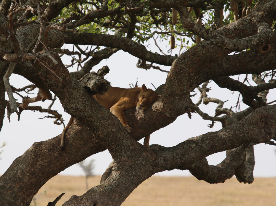 Bantu Pori Journeys-莫西必去景点