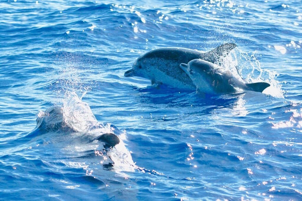 Magic Dolphin景点图片