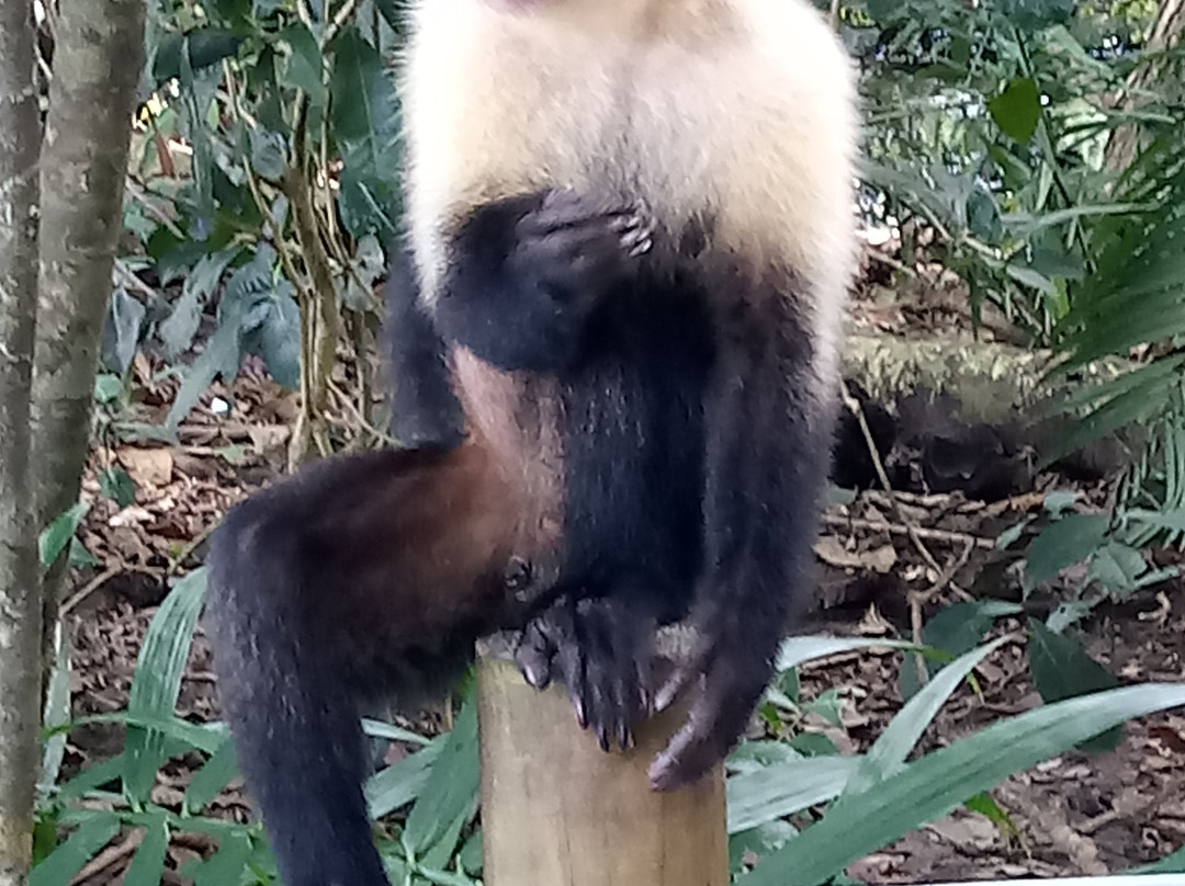 Manuel Antonio National Park景点图片