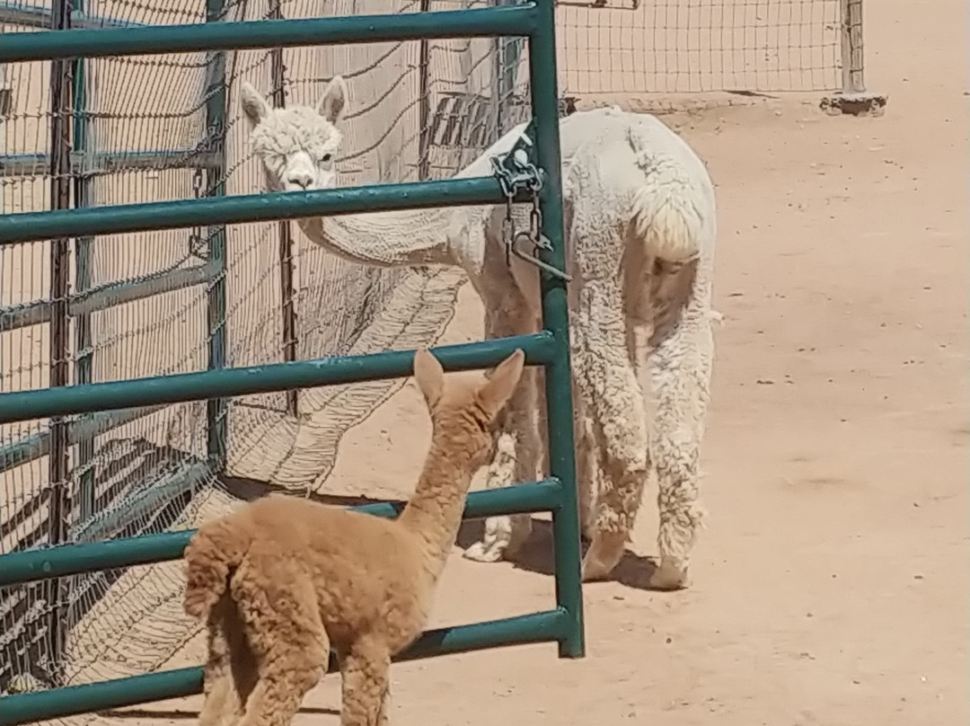 Blue Mesa Alpacas-圣菲必去景点