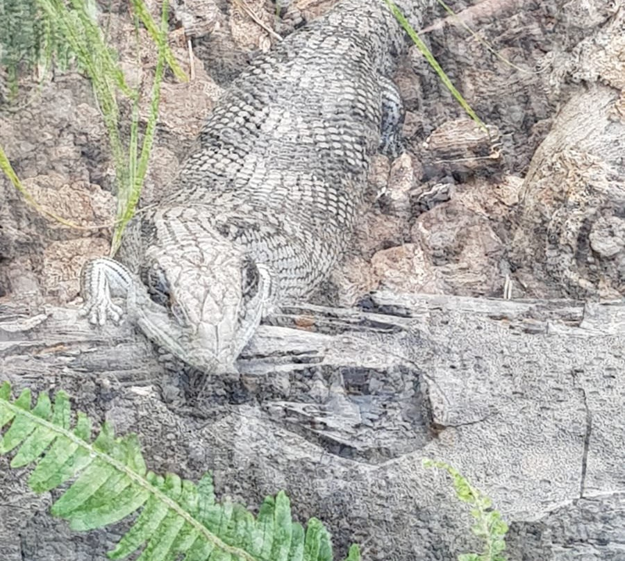 Reptile Park-瓦卡沃夫必去景点