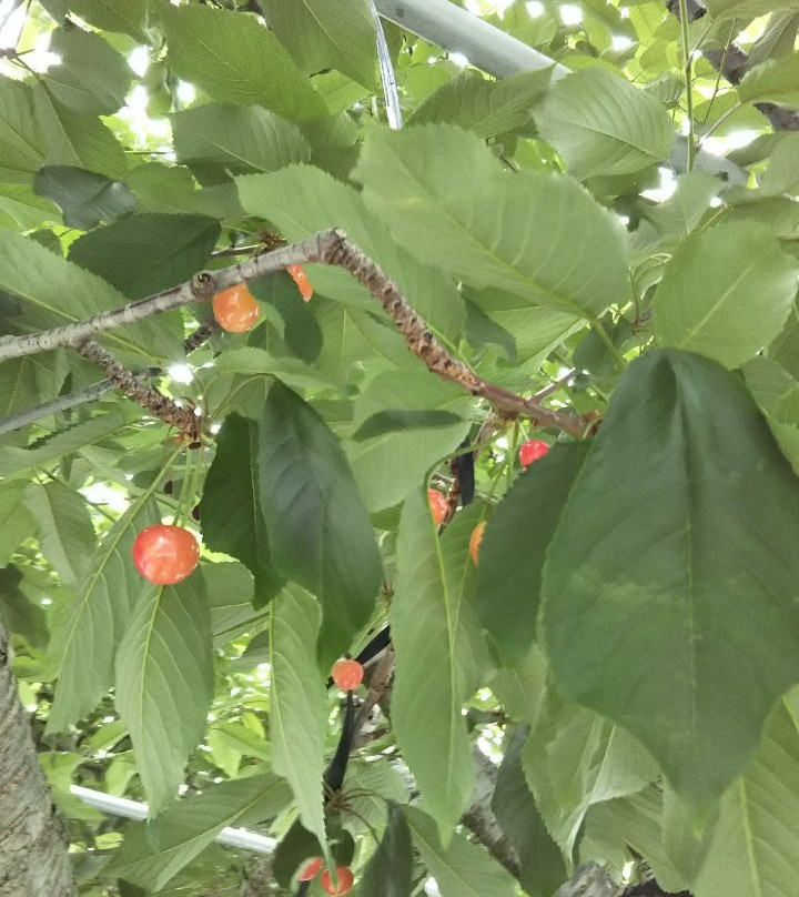 Nakagomi Fruit Orchard景点图片