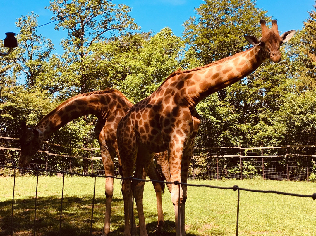 Bouillon Wildlife Park景点图片