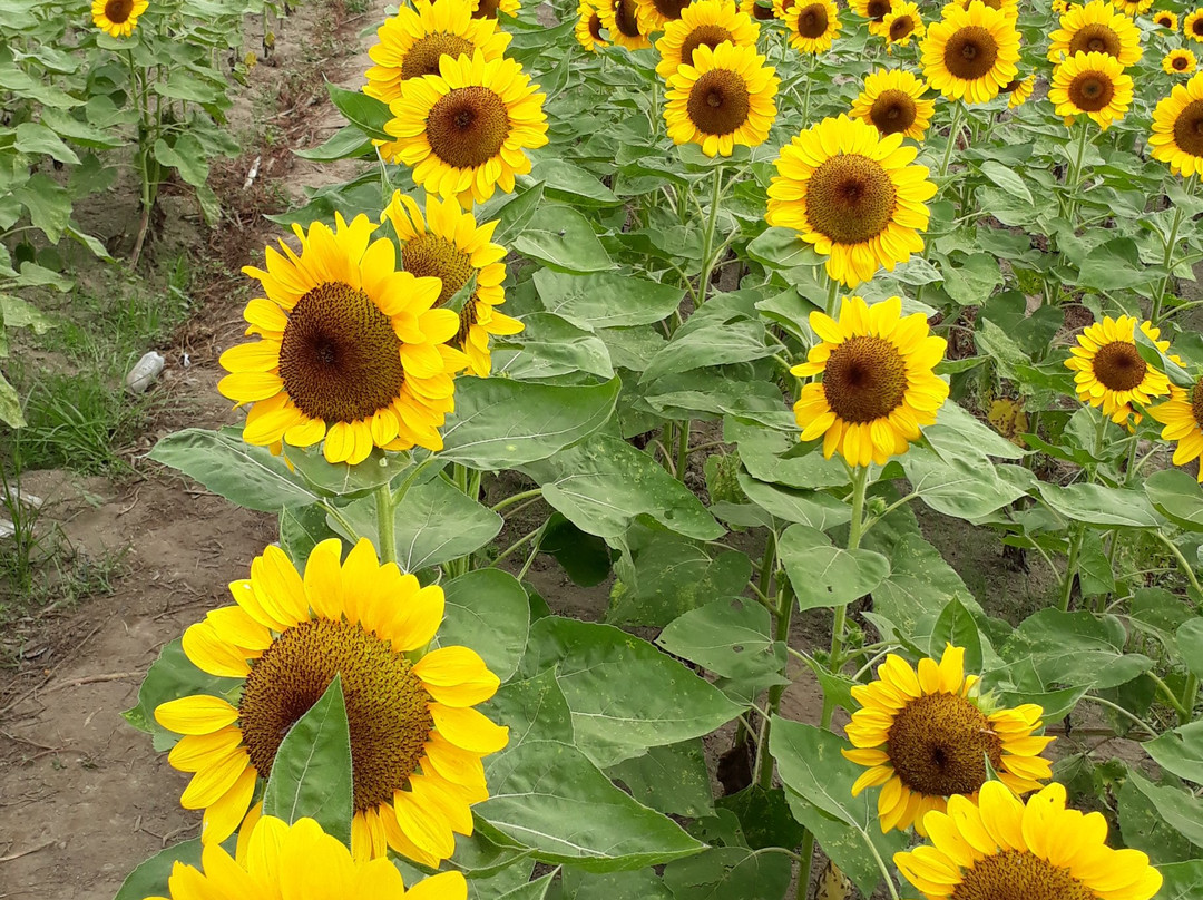 Mariano's Blooming Agri-Tourism Park景点图片