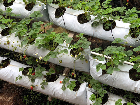 Healthy Strawberry Farm-丹那拉塔必去景点