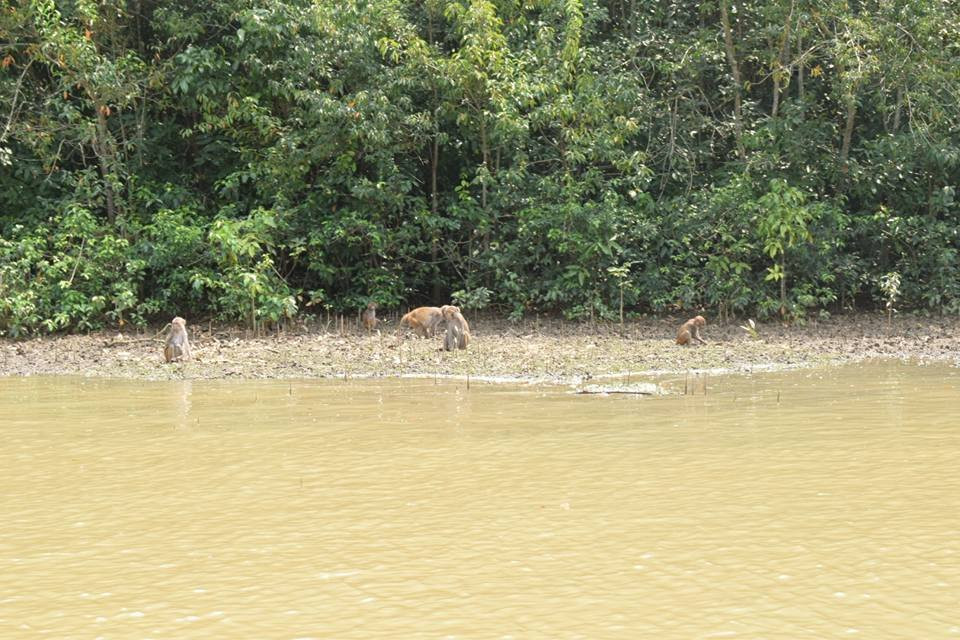 Bhitarkanika Wildlife Sanctuary景点图片