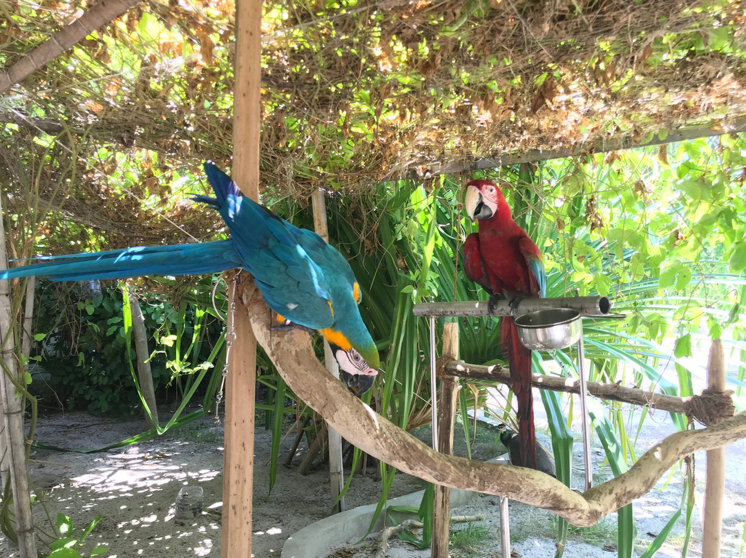 马拉西尼库达班多度假村主图