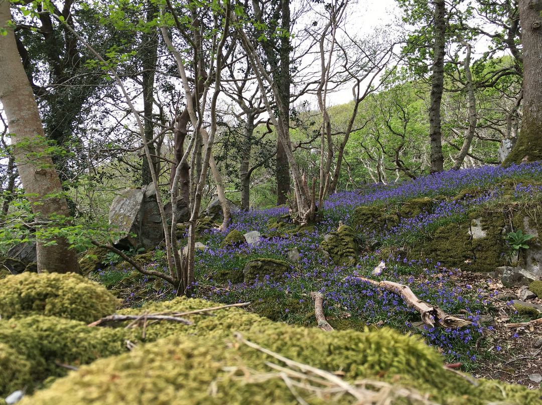 The Slate Shed B &B at Graig Wen主图