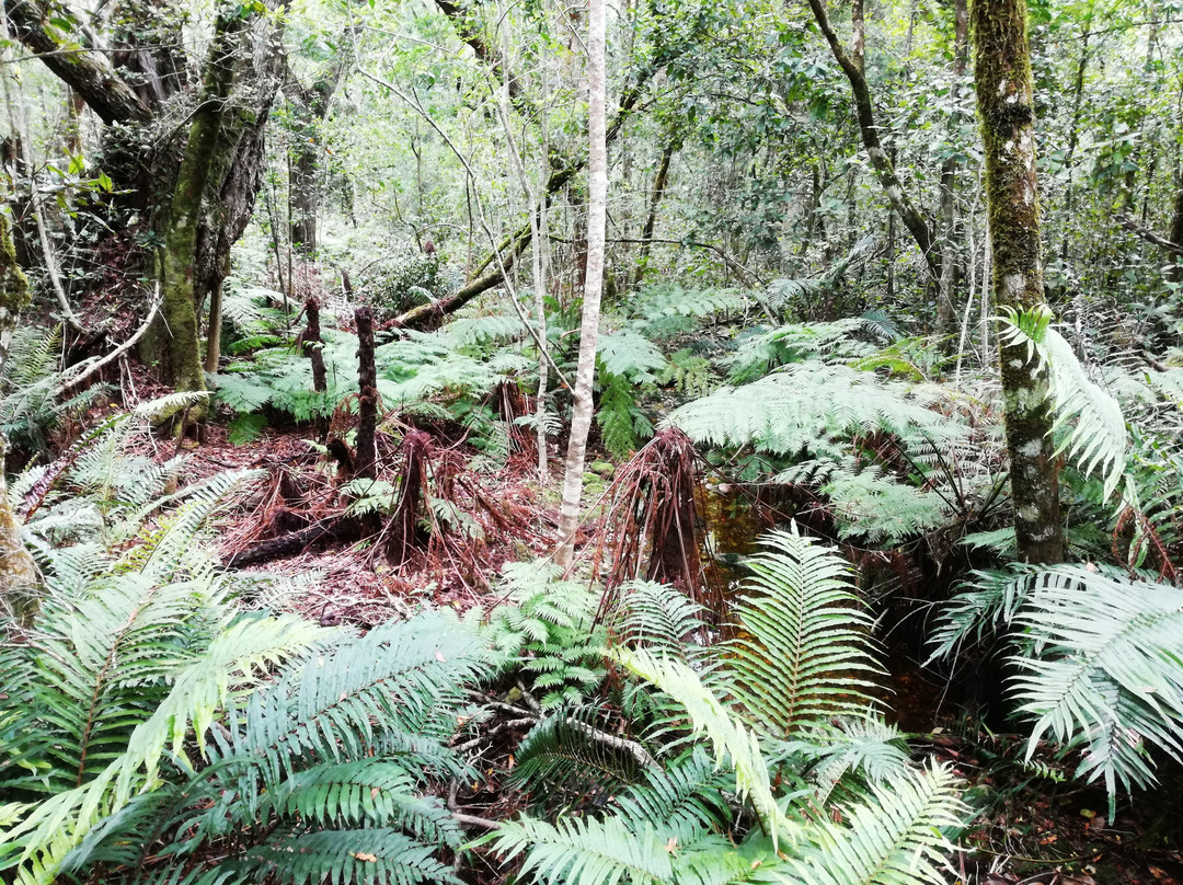 Tsitsikamma Forest’s Big Tree景点图片