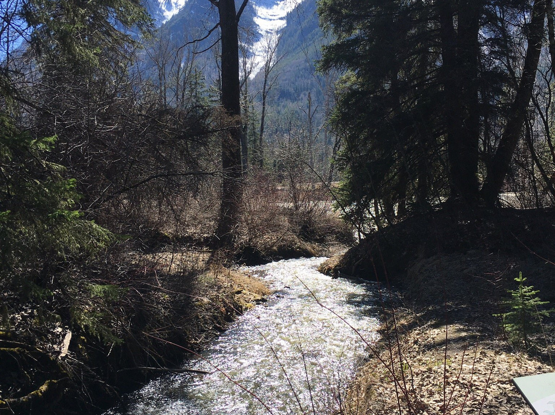 Ancient Cottonwood-弗尼必去景点