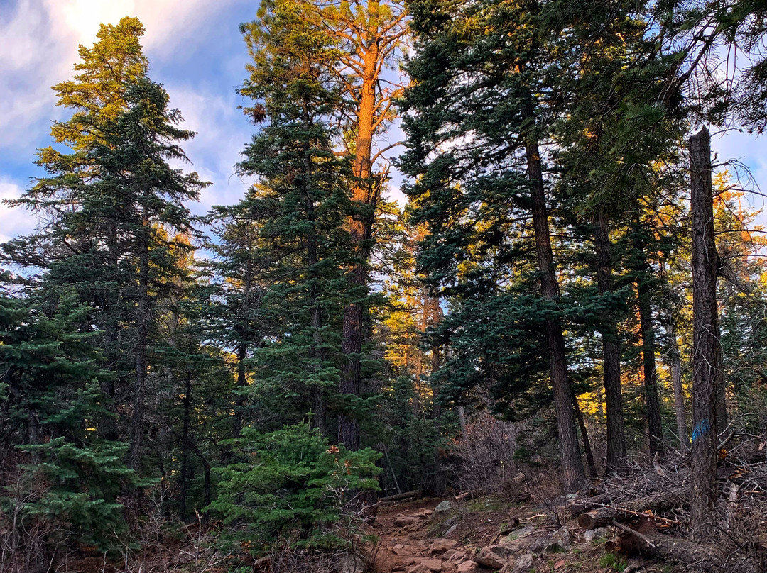 Tree Spring-Tijeras必去景点