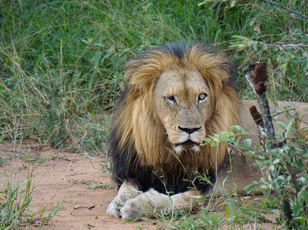 卡帕玛布法罗营豪华帐篷主图