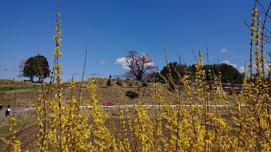 Shionosaki Cherry Blossoms-本宫市必去景点
