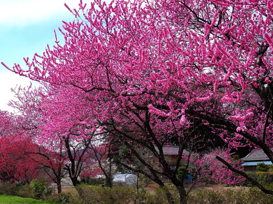 Tochigi Botanical Gardens Ogaki Hanayama景点图片