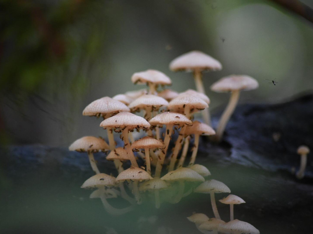 Sinharaja Tour Guide-Deniyaya必去景点