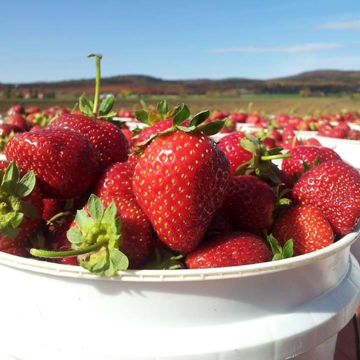 Ferme Guy Rivest-Rawdon必去景点