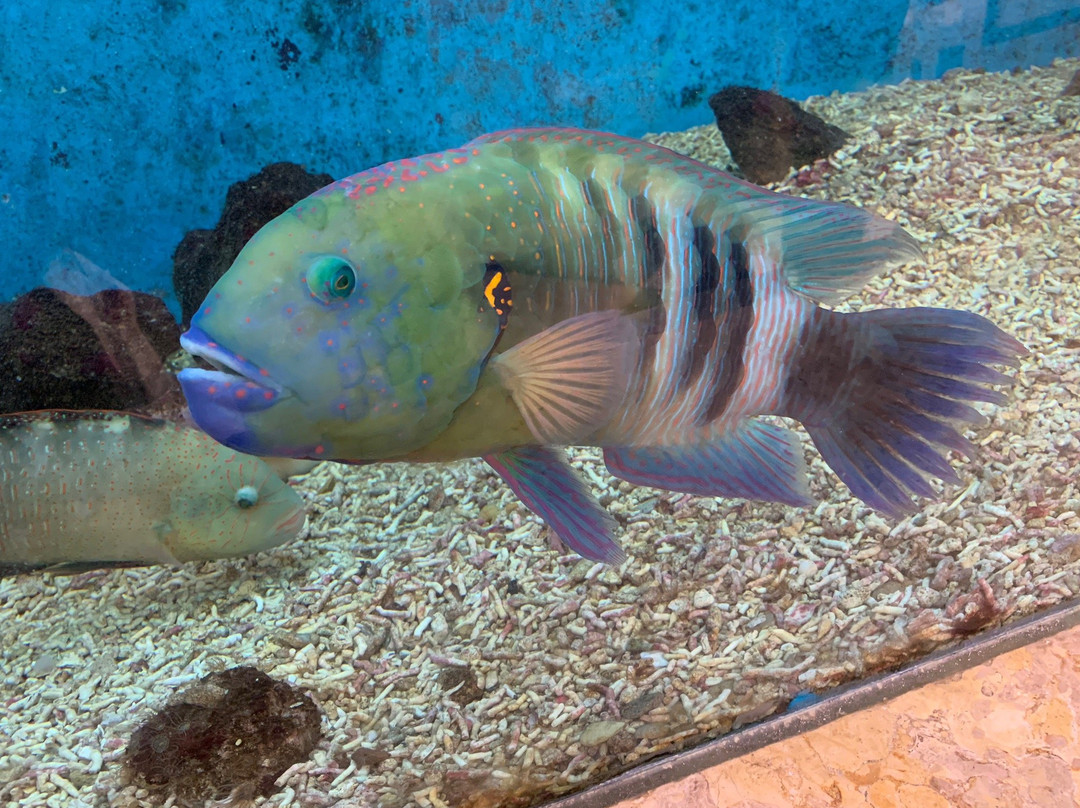 Aquarium Museum-亚历山大必去景点