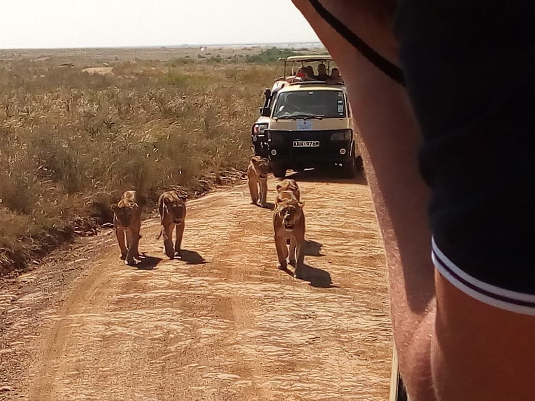Maasai Mara Safaris-内罗毕必去景点