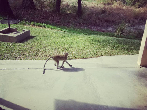 Okutembuka Safaris-温德和克必去景点