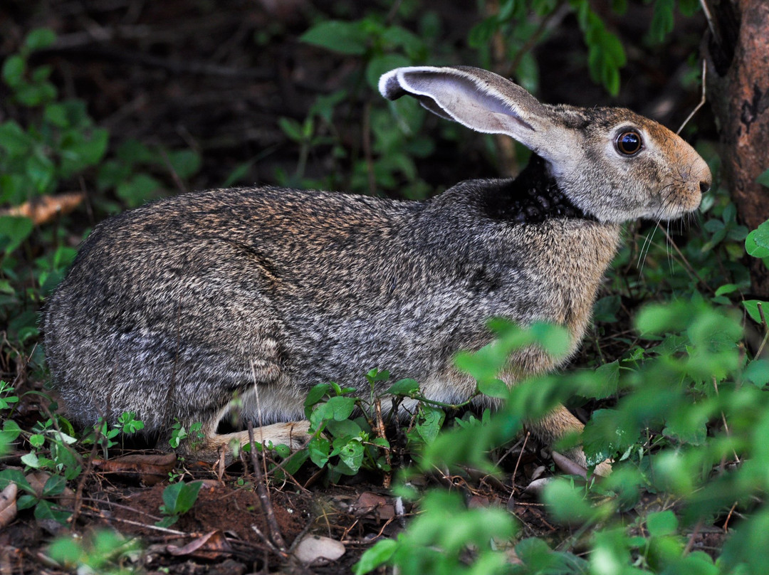 Sri Lankan Tour Leaders-科伦坡必去景点