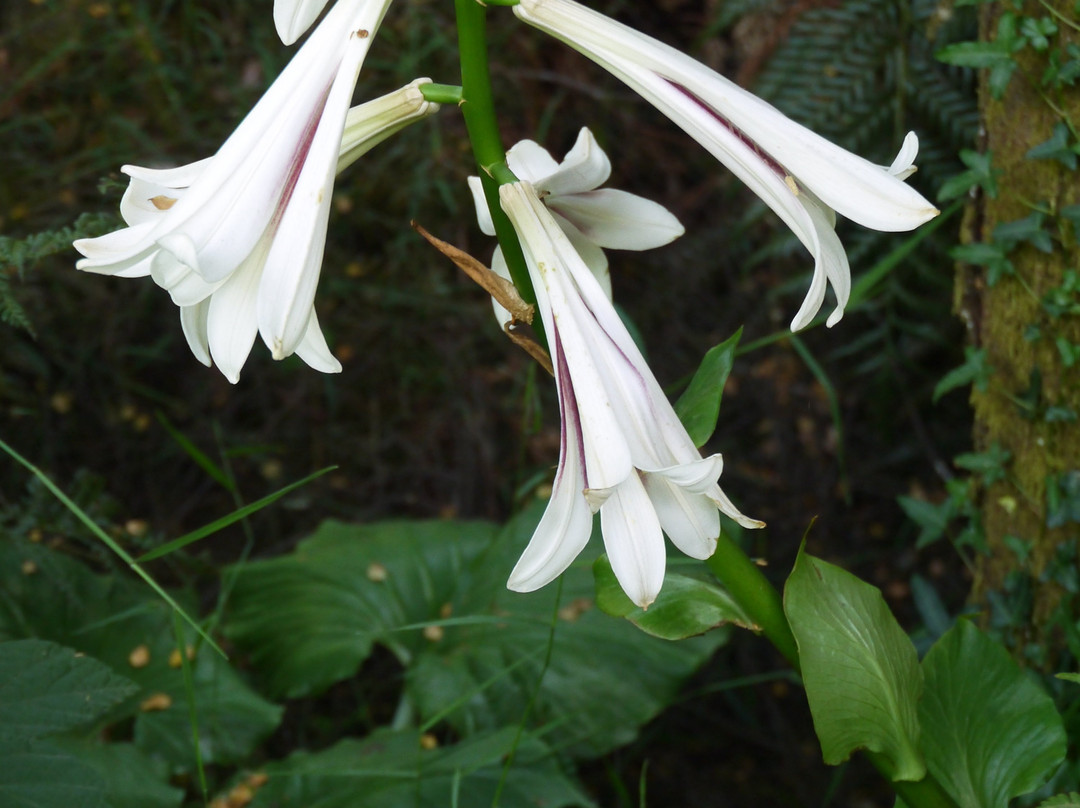 Dandenong Ranges Botanic Garden-奥林达必去景点