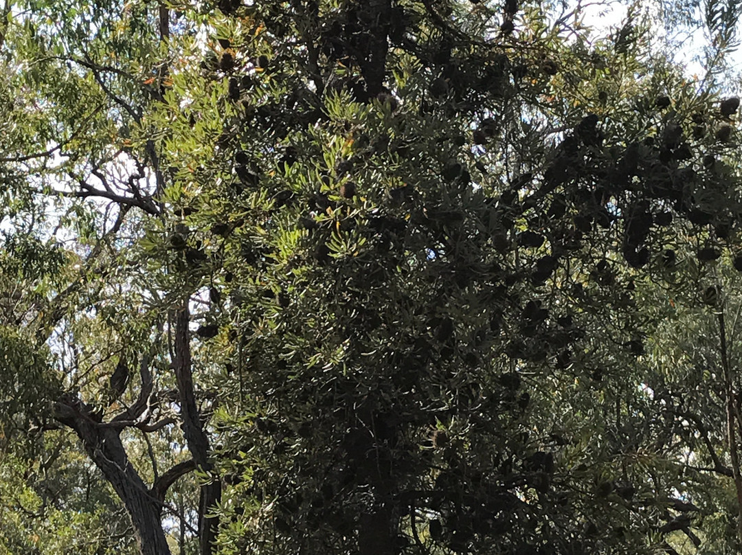 Mullungdung State Forest-Won Wron必去景点