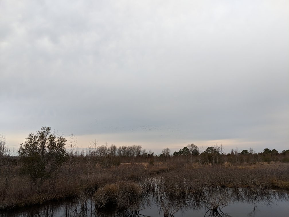 Pungo Unit Of Pocosin Lakes National Wildlife Refuge景点图片