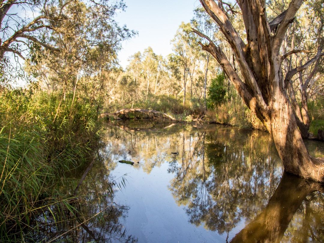 Wonga Wetlands-奥尔伯里必去景点