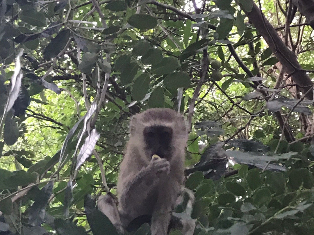 Savannah Southern Safaris-李文斯顿必去景点