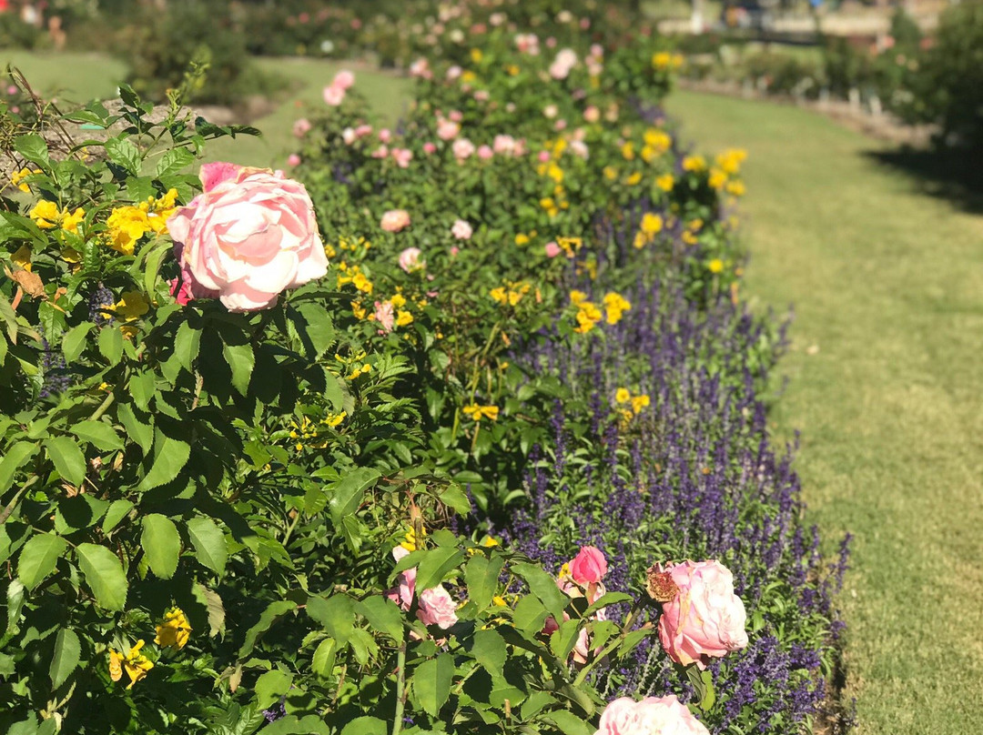 The Rose Gardens of Farmers Branch-Farmers Branch必去景点