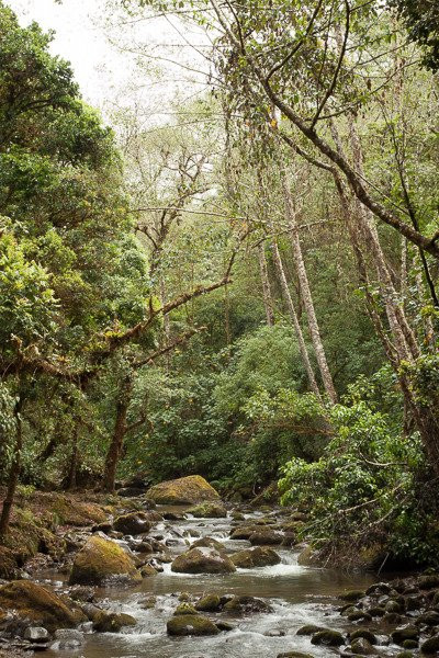 Cloud Forest Trout景点图片