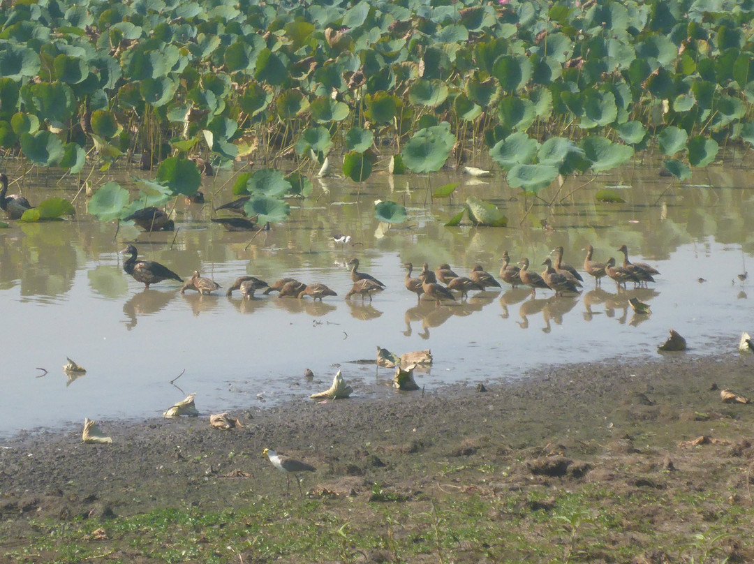 Mamukala Wetlands景点图片