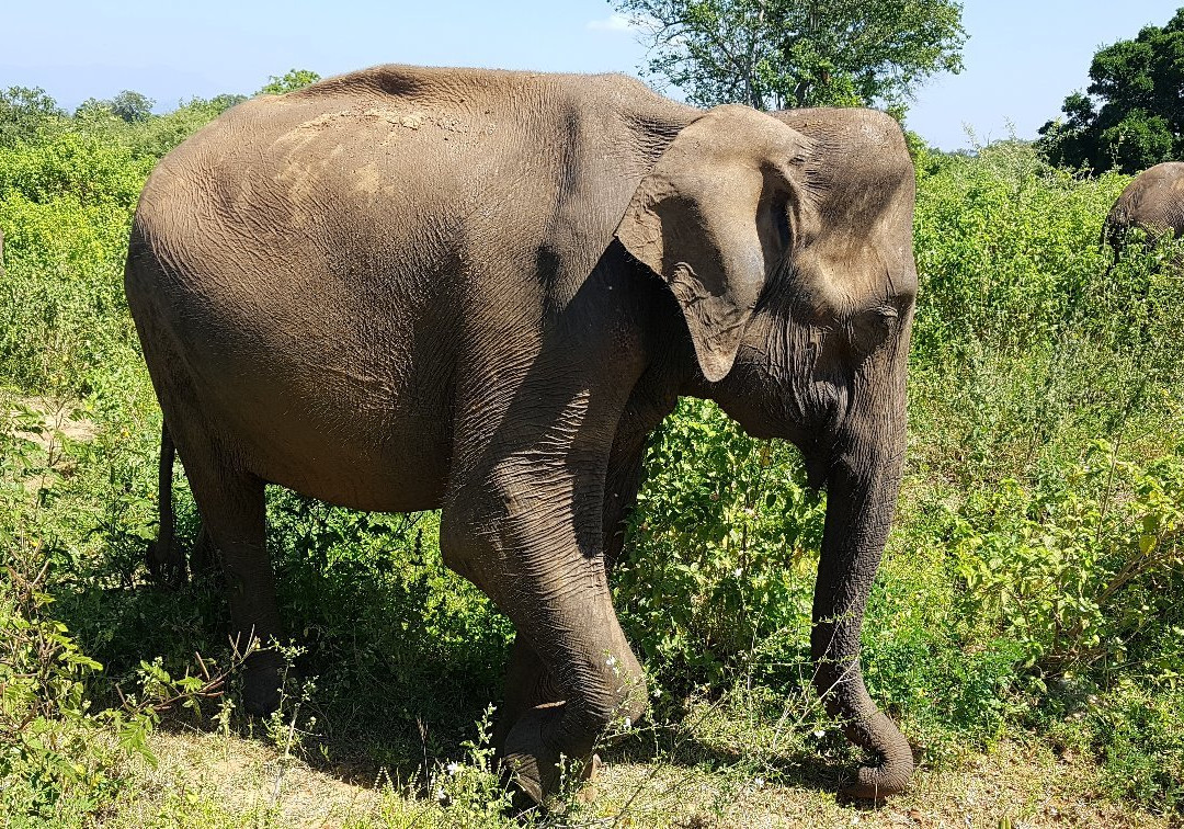 Kuma Safari Service Udawalawa景点图片