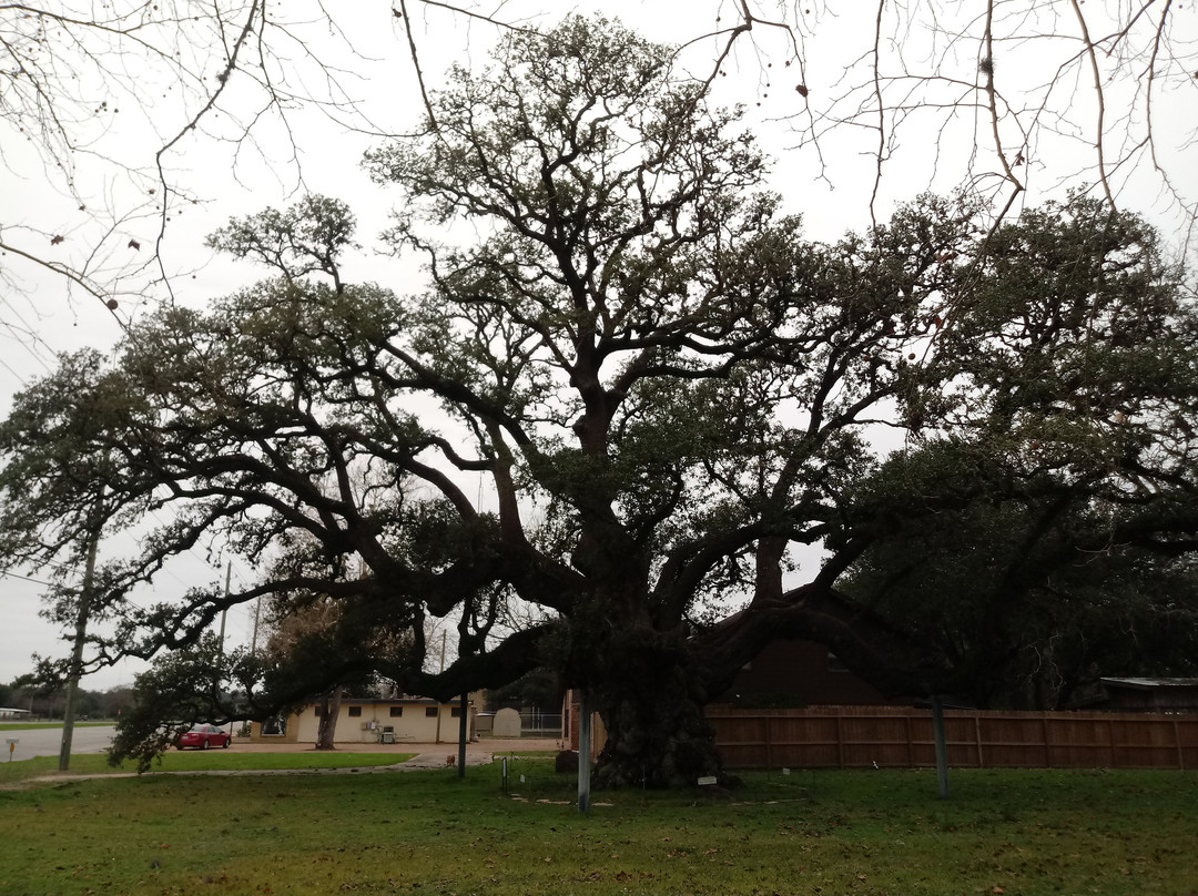 Largest Live Oak in Texas景点图片