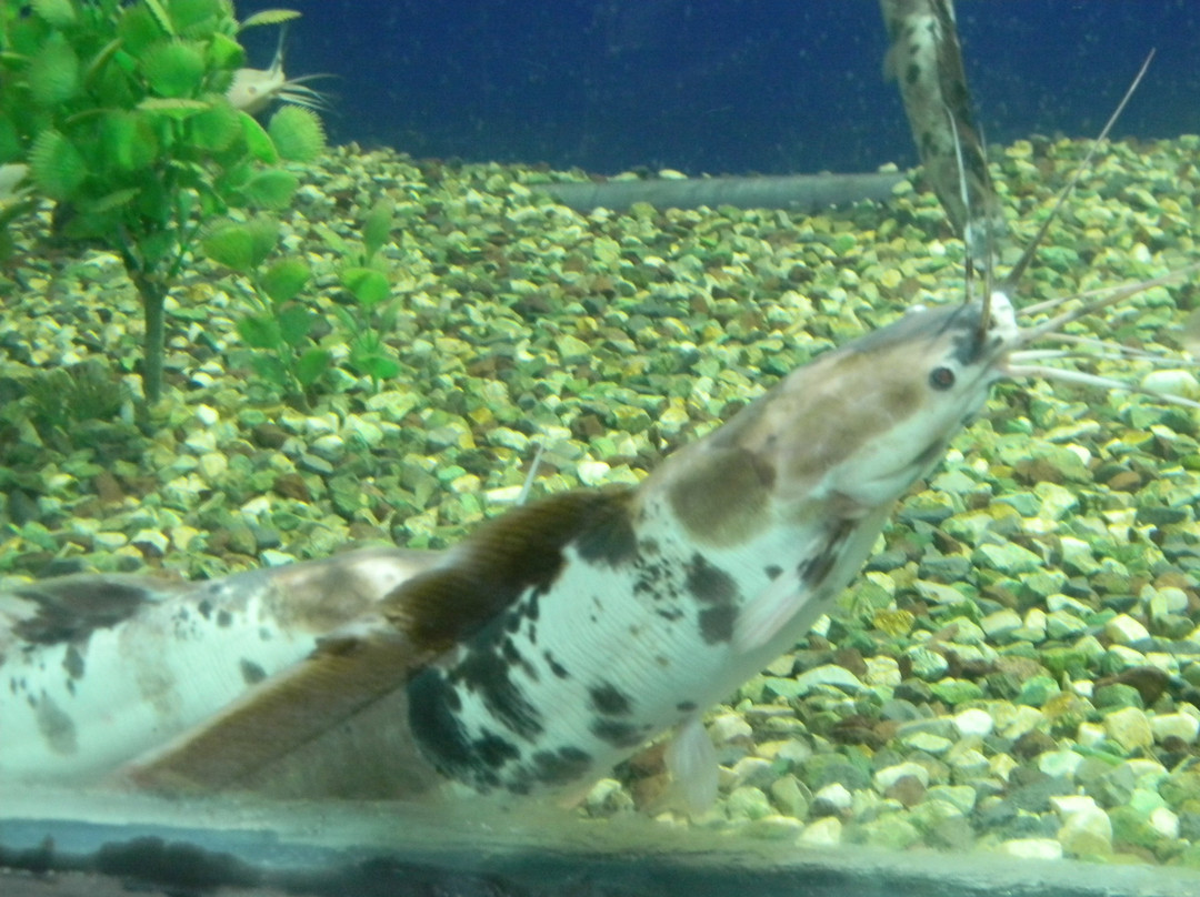 Marine Aquarium Paradeep-帕拉蒂普必去景点