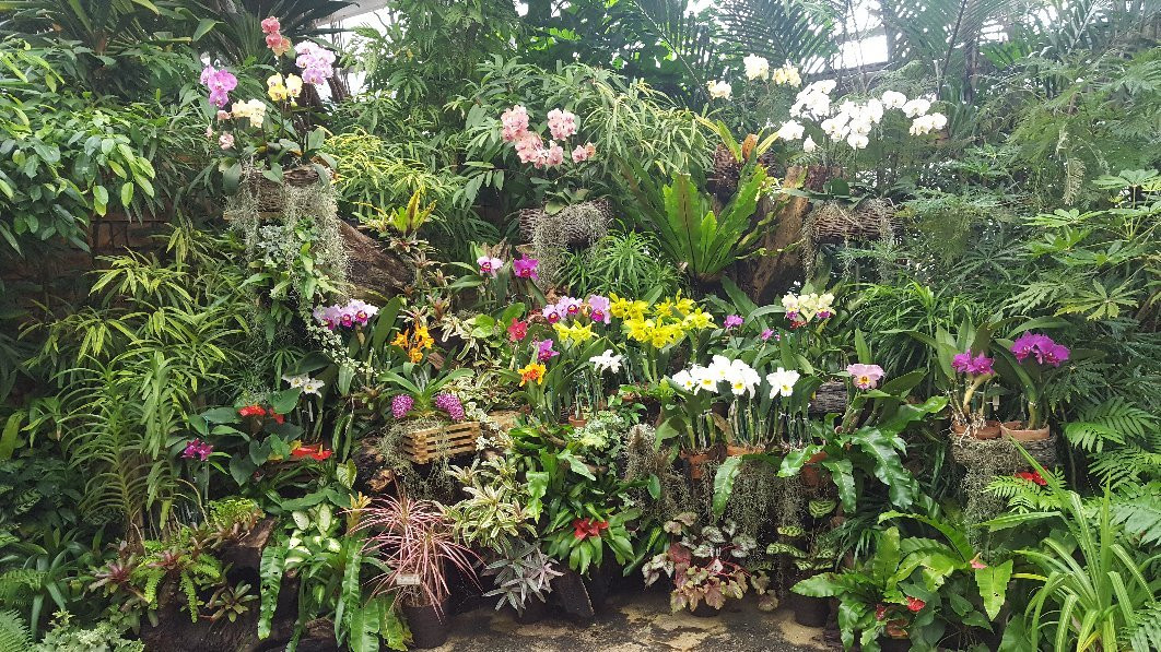 热带植物梦幻中心景点图片