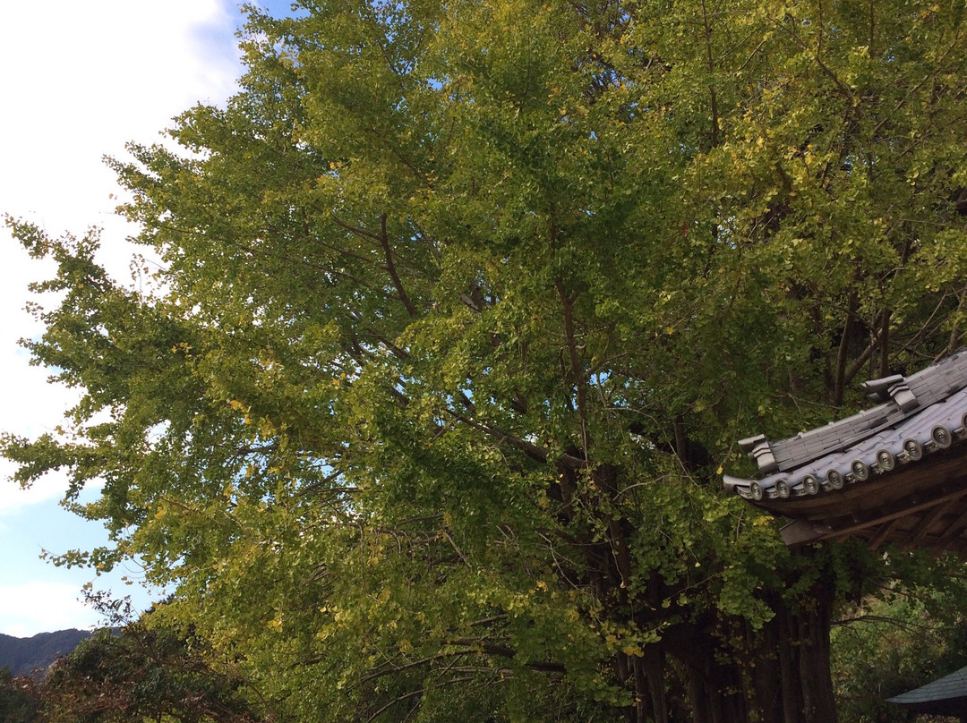 Kosazuke Ginkgo Tree in Kosenji Tmple景点图片