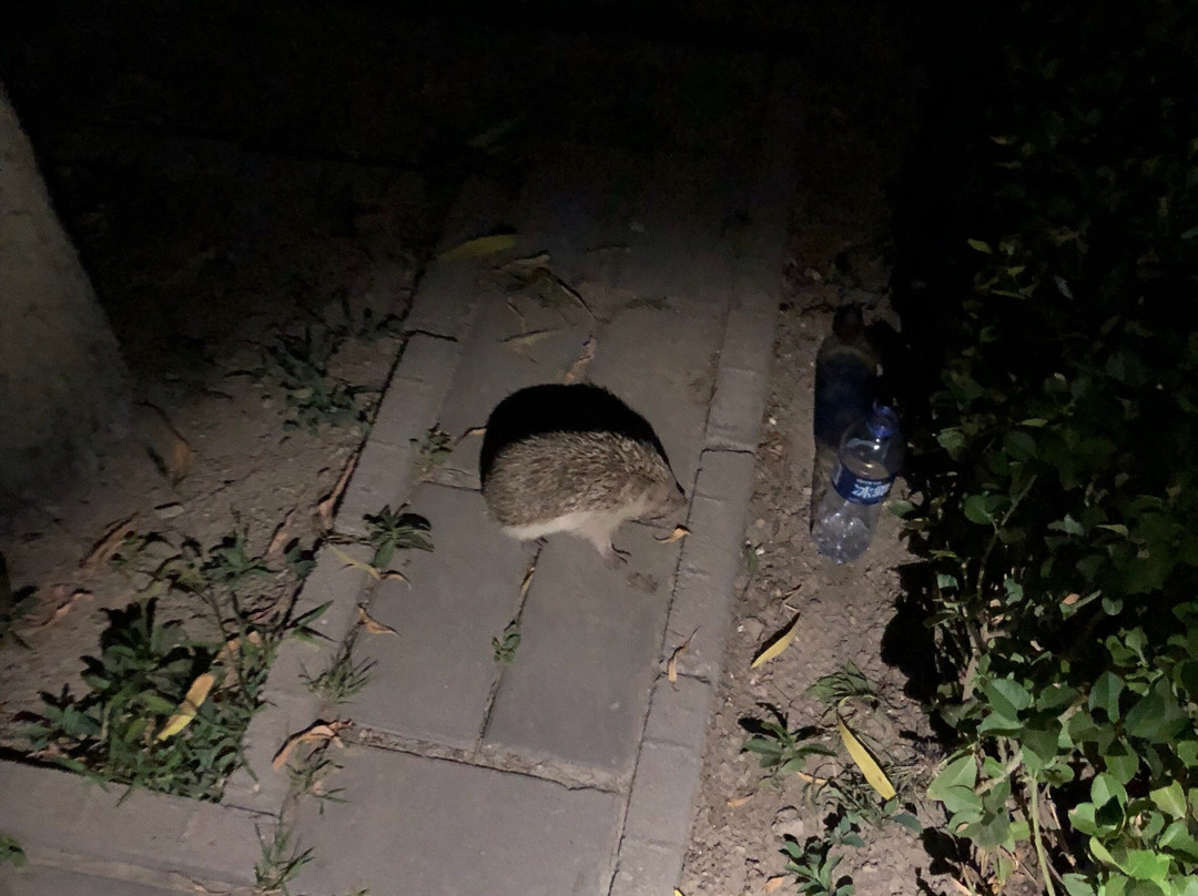 白洋淀荷花大观园-安新县必去景点