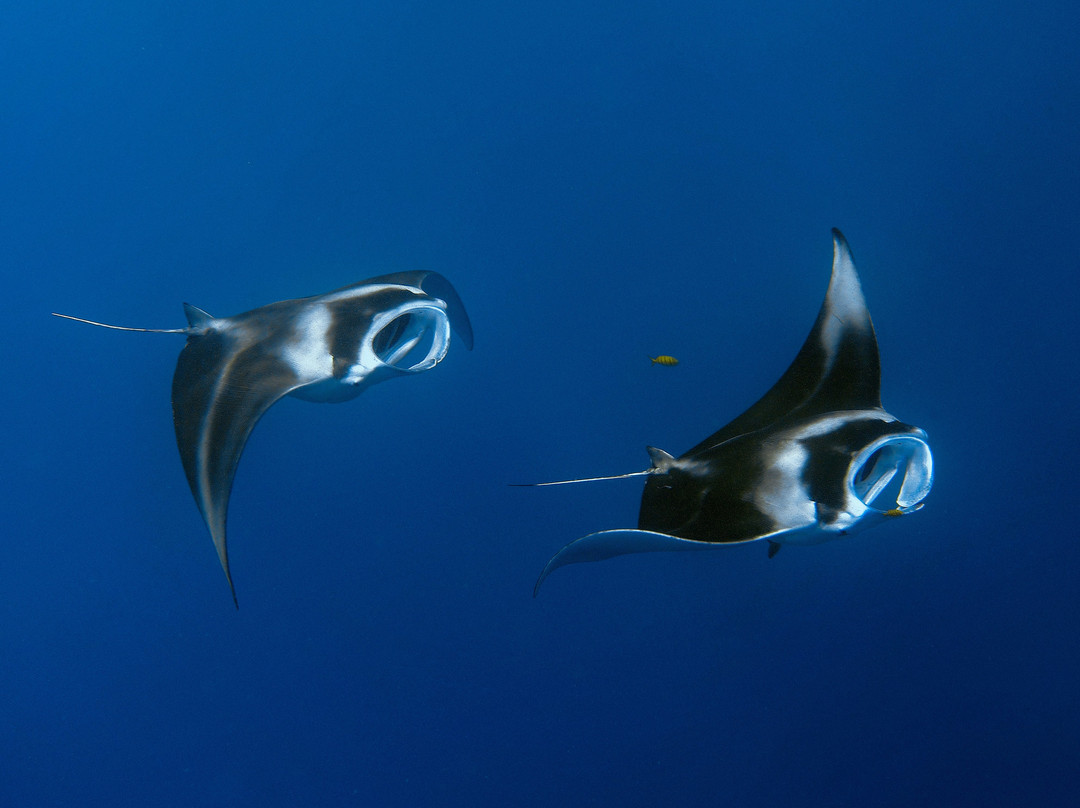 Dive Fiji-奥诺岛必去景点