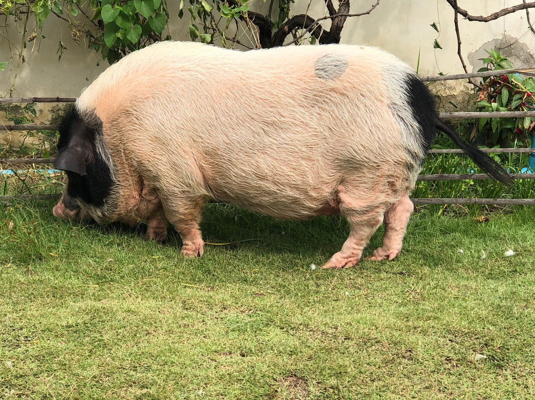 Mini Murrah Farm-万玻必去景点