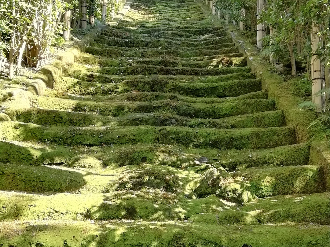 Stairs of Moss-镰仓市必去景点