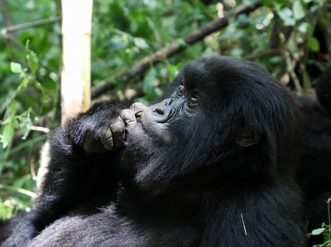 Nature Expeditions Africa-吉佳利必去景点
