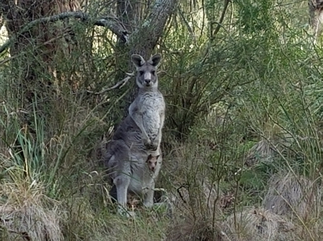 Lakes Mini Bus Charter & Tours-莱克斯恩特伦斯必去景点