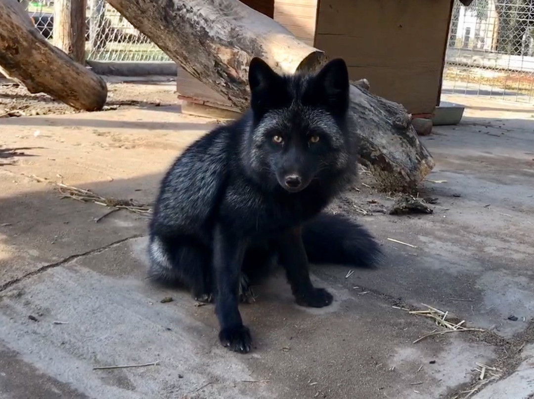 Bear Den Zoo & Petting Farm-Waterford必去景点