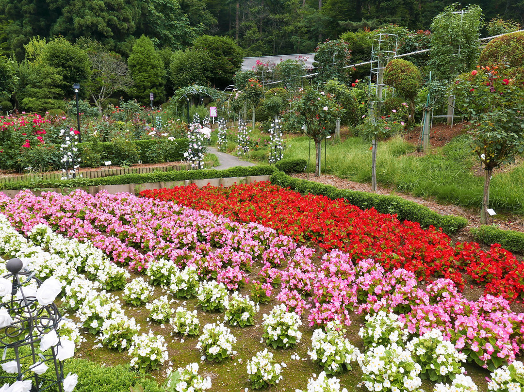 Hanamaki Onsen Rose Garden-花卷市必去景点