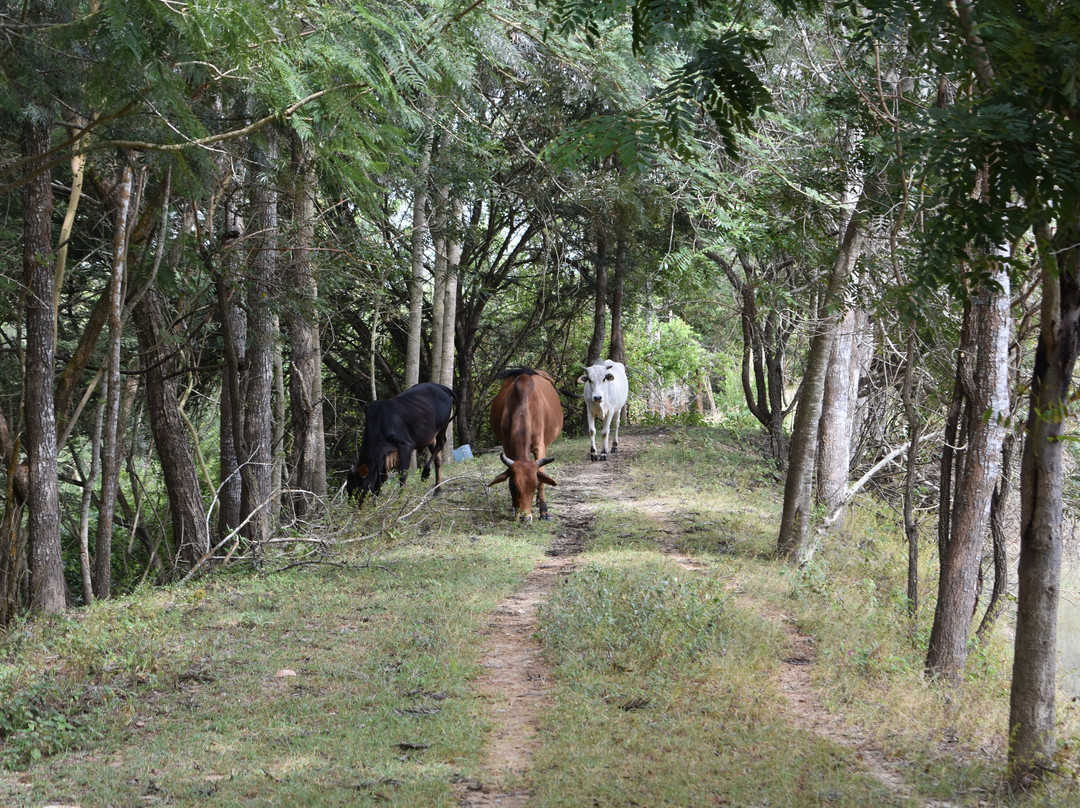 Muthoki Country Lodge主图